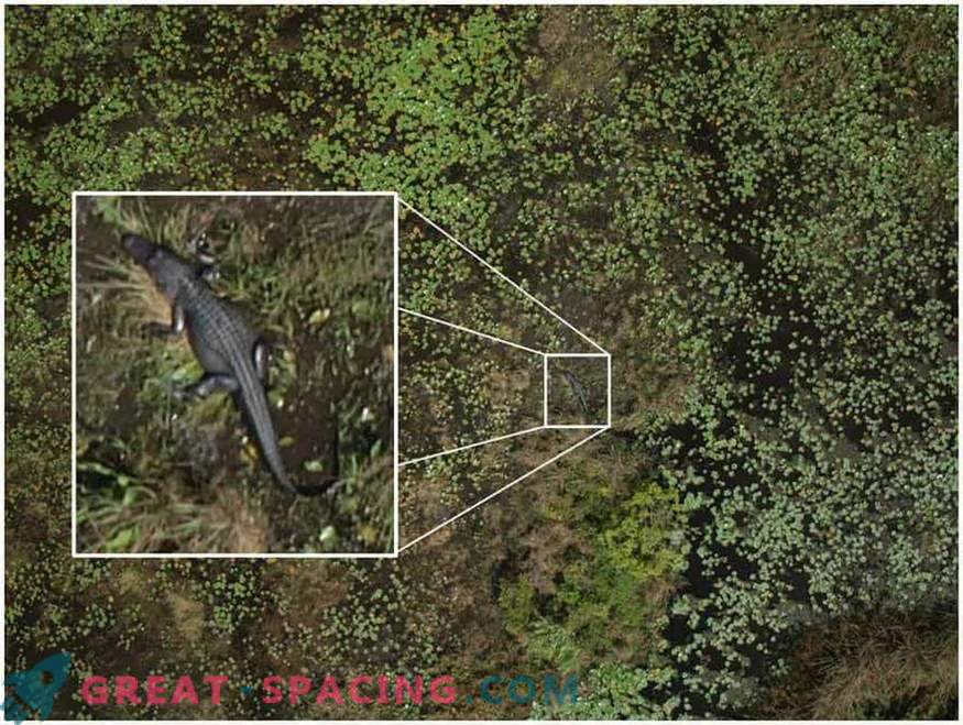 Как дроните ще помогнат да разкрият тайната на кръговете на реколтата